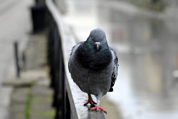 Dissuasion des pigeons