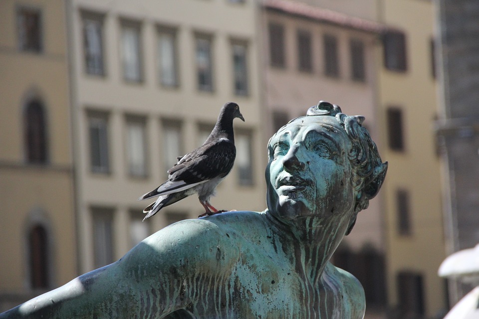 lutte contre les pigeons