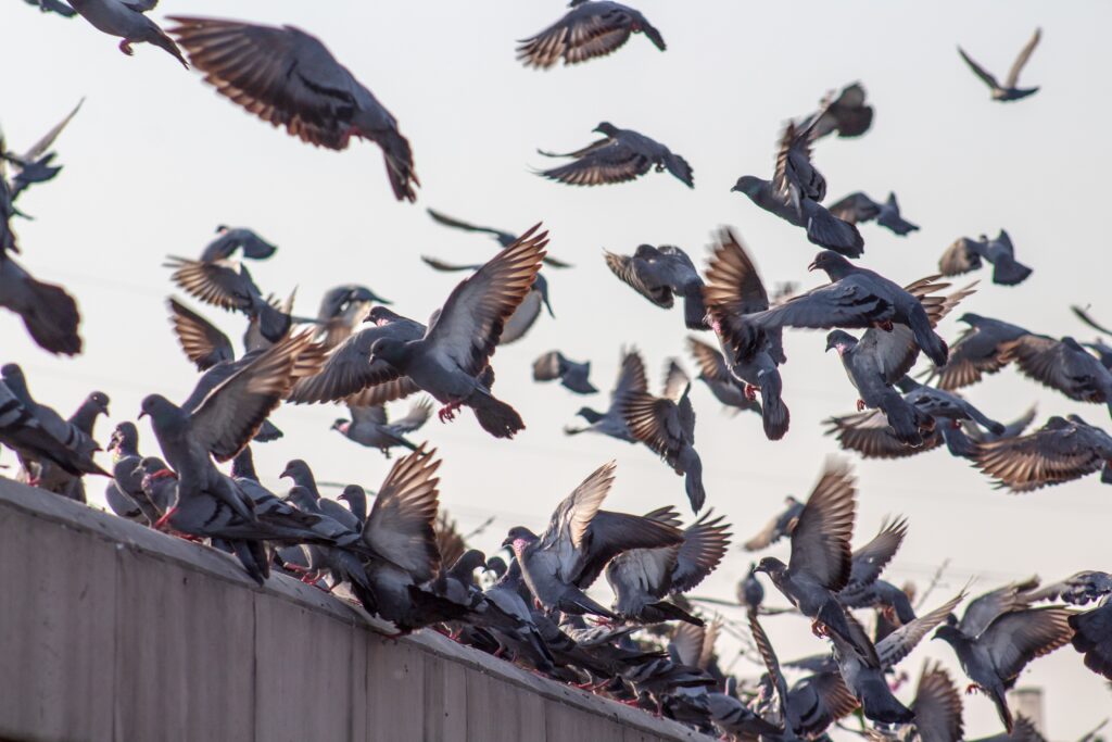 Bornes: les méthodes anti-pigeons les plus efficaces