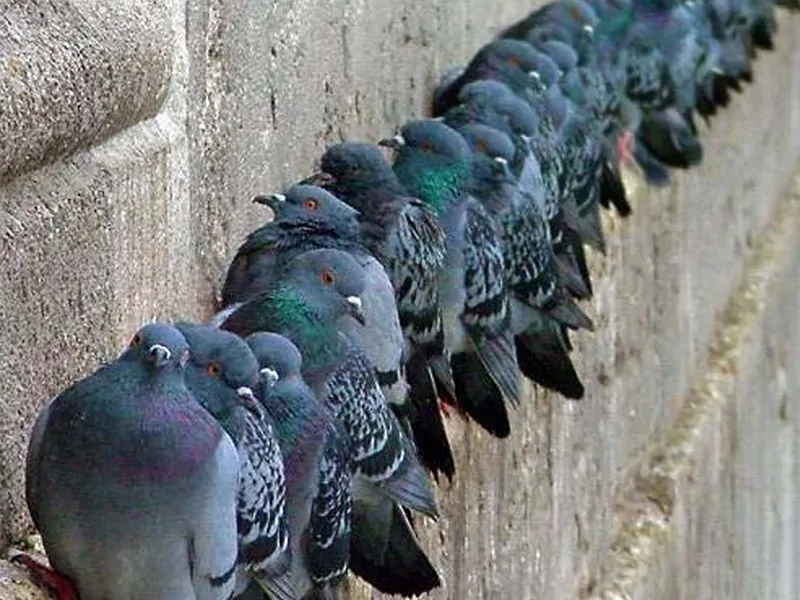 Installer les pics anti pigeons