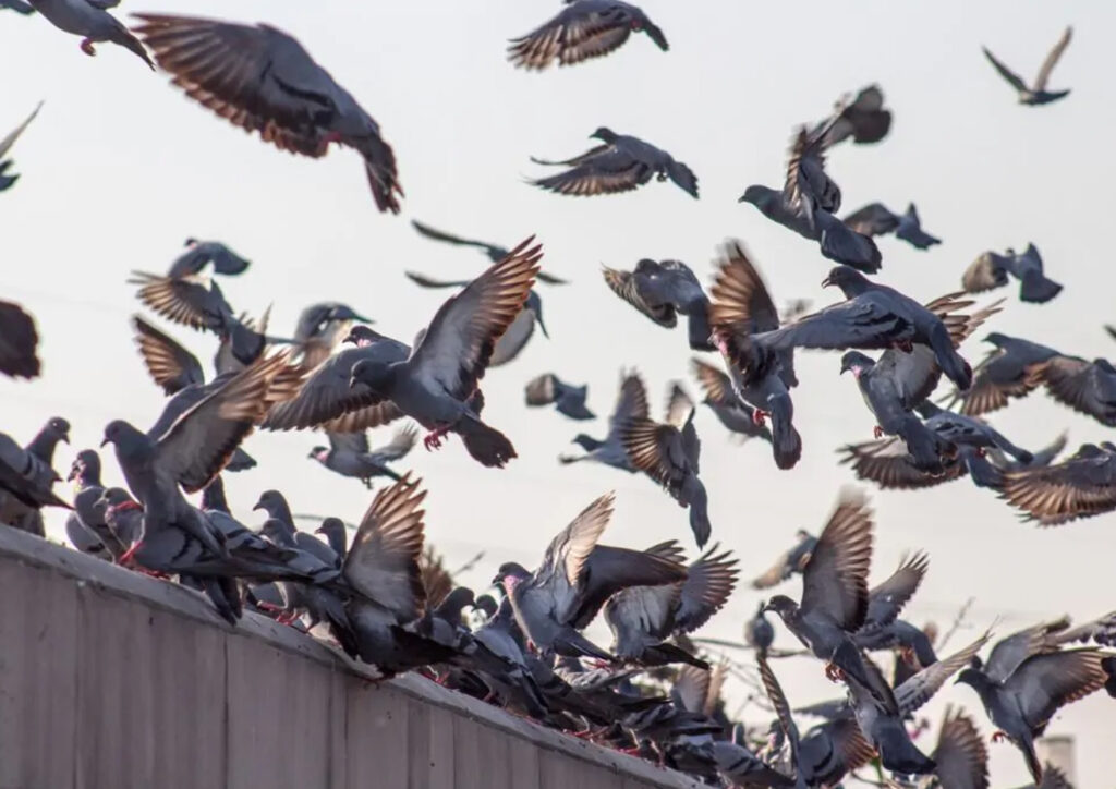Dissuasion des oiseaux et des volailles : quels sont ceux qui fonctionnent vraiment?