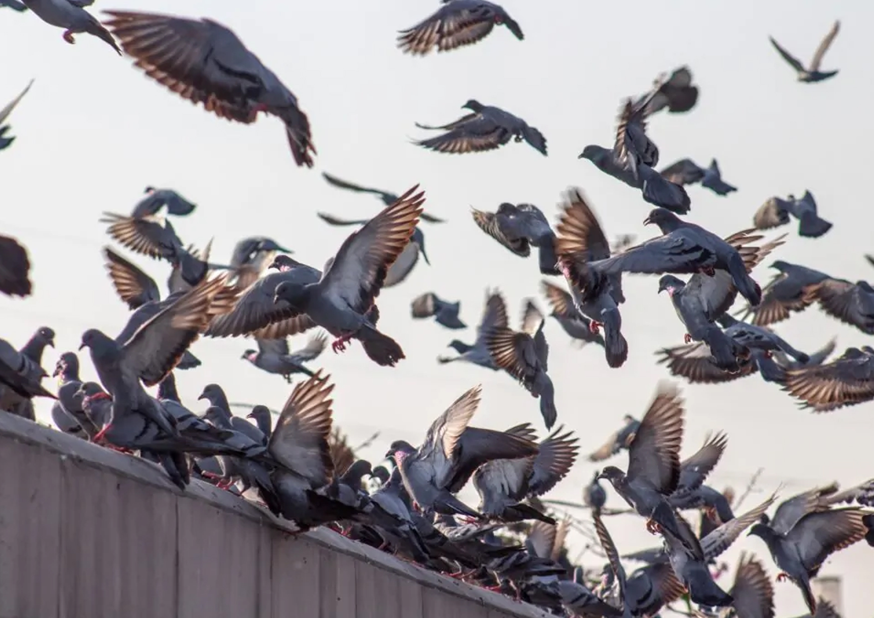 Dissuasion des oiseaux et des volailles : quels sont ceux qui fonctionnent vraiment?