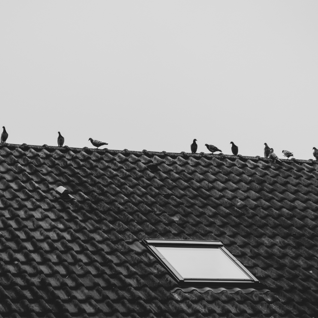 Éloigner les pigeons de votre balcon : à faire et à ne pas faire