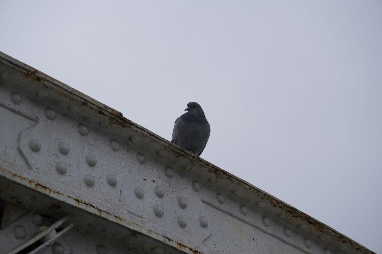 Pigeon posé sur un toit d’immeuble