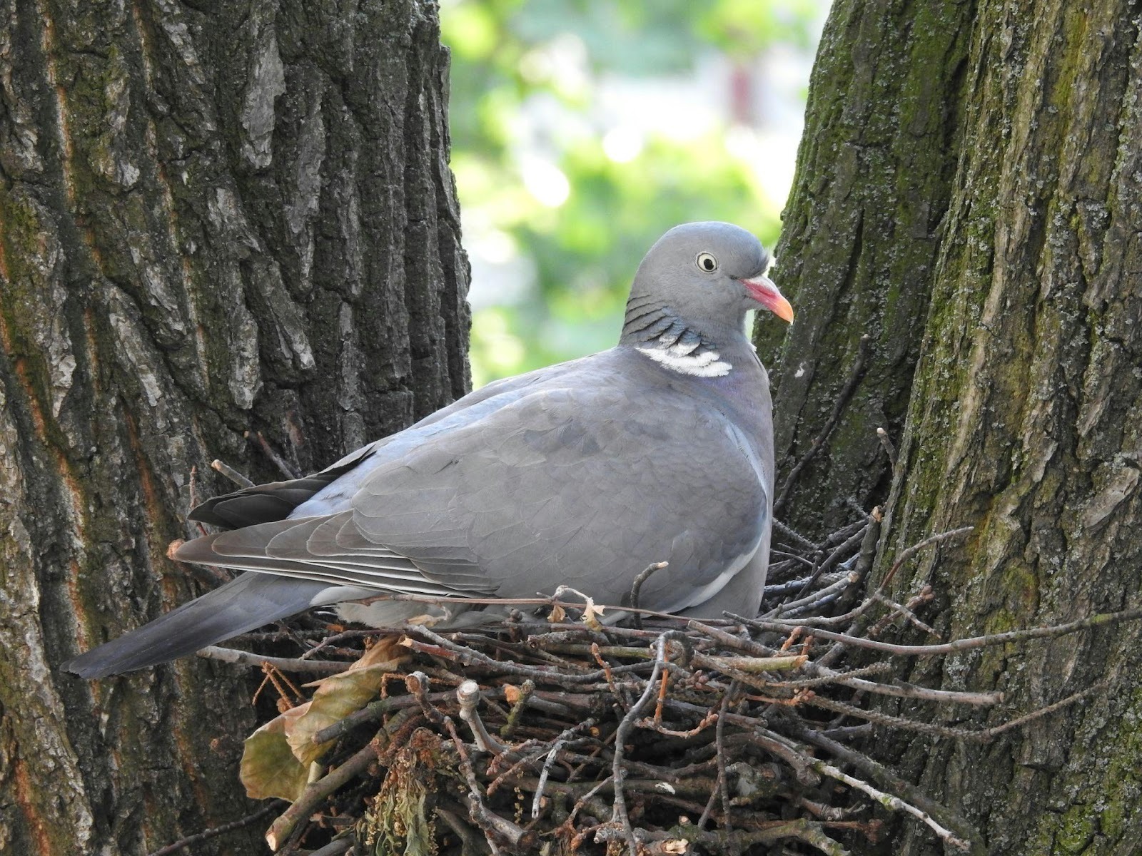 Pigeon niché dans un nid dans un arbre