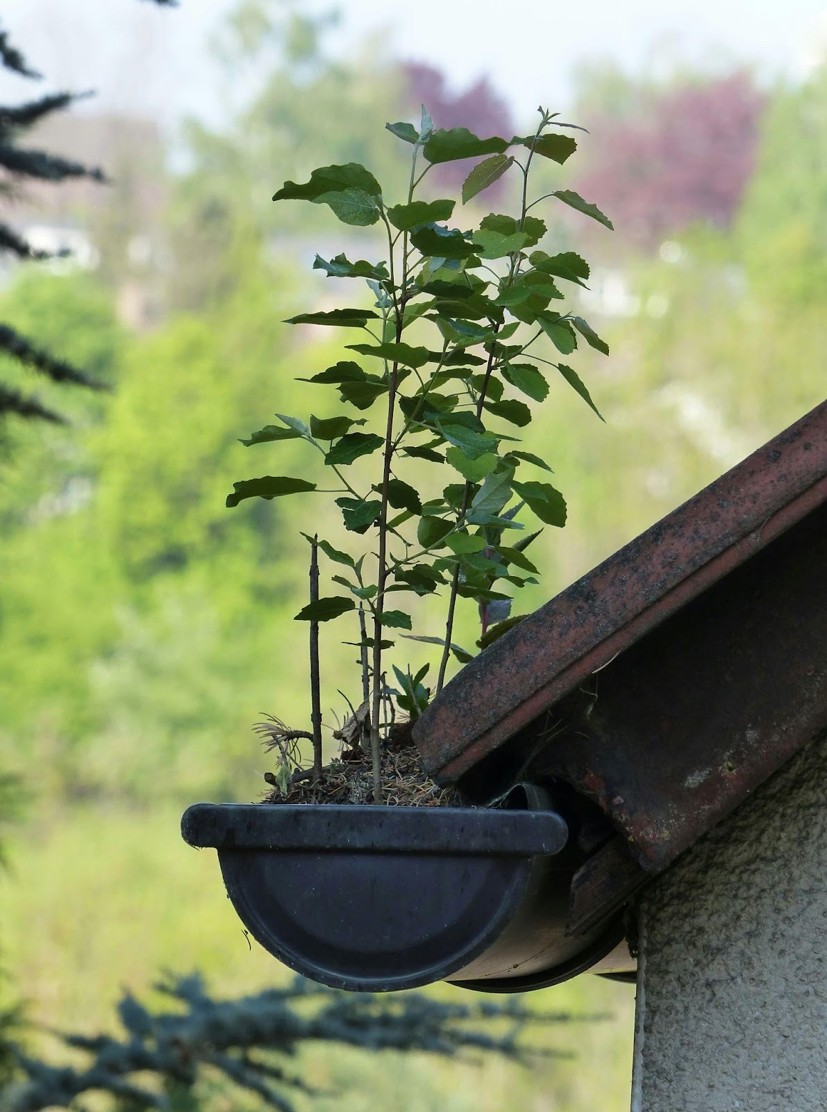 gouttière bouchée par une plante